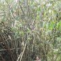 A giant bamboo!